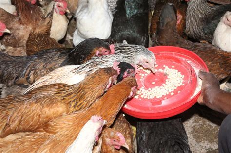 How To Pick The Best Kienyeji Chicken Breed FarmKenya Initiative