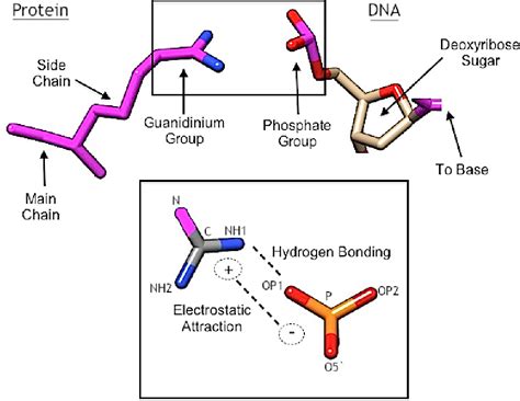 Figure From Arginine Phosphate Salt Bridges Between Histones And Dna