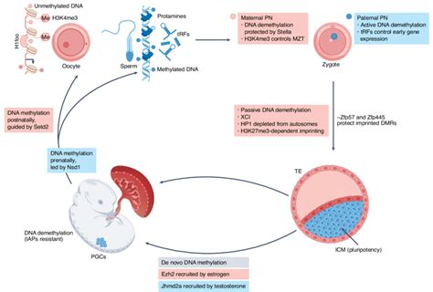 Developmental Epigenetic Reprogramming Leading To Sex Related Effects