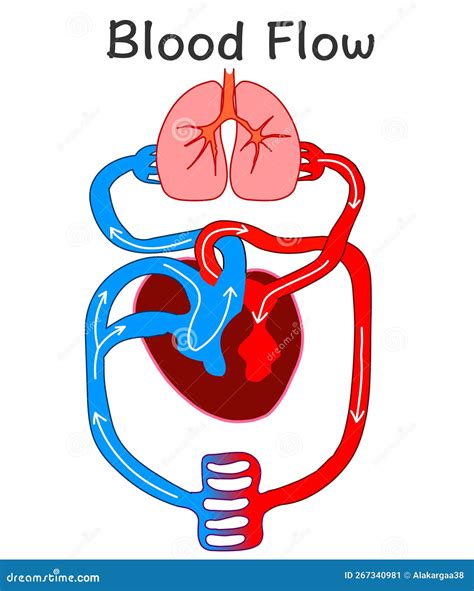 Flusso Sanguigno Formazione Di Anatomia Cardiaca Sistema Di