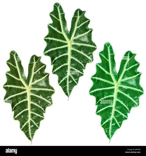 Plants with large green leaves hi-res stock photography and images - Alamy