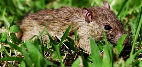 field rat spiritual meaning symbolism  totem