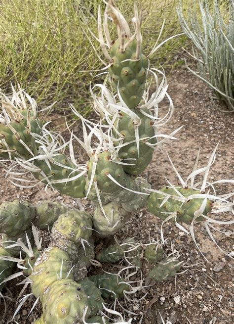 195 Opuntia Varieties: Identification and Care Guide | Succulent Alley