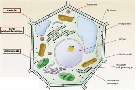 Partie 1 Structure fonction et métabolisme de la cellule Introduction