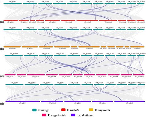 Syntenic Analysis Of Seed Storage Protein Ssp Genes Between Vigna