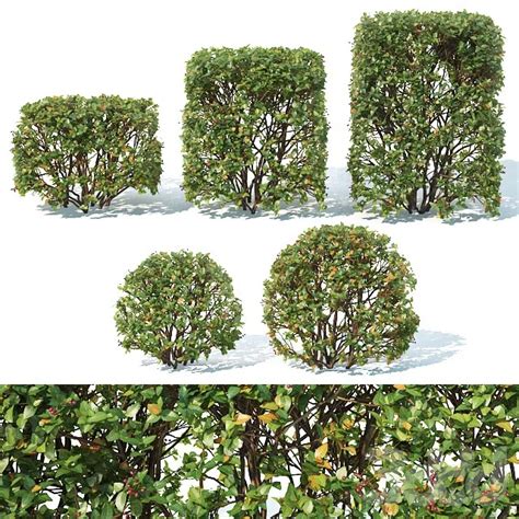 PLANTS - BUSH - 3D MODELS - 3DS MAX - FREE DOWNLOAD - 16507 - 3ds Max Files