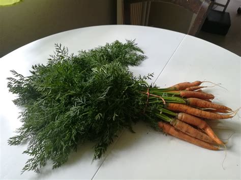 Que Faire Avec Des Fanes De Carottes Mes Produits Maison