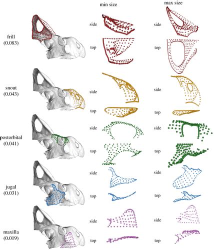 Three Dimensional Geometric Morphometric Analysis Of The Skull Of