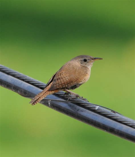 Cucarachero Comun House Wren Troglodytes Aedon San Isid Flickr