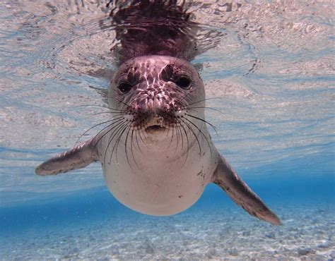 Hawaiian Monk Seal Conservation | The Marine Mammal Center