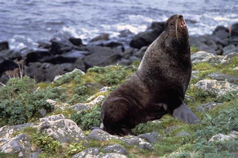 Free Picture Northern Fur Sea Lion Callorhinus Ursinus