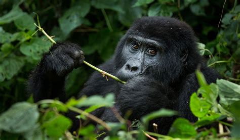 How To Book Gorilla Trekking In Nkuringo Sector Eco Adventure Safaris