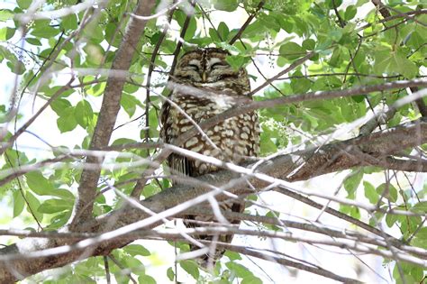 Spotted Owl Strix Occidentalis Wildark 100