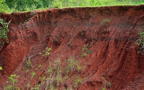 Tanah Latosol Ciri Jenis Manfaat Dan Berasal Dari Fakultas