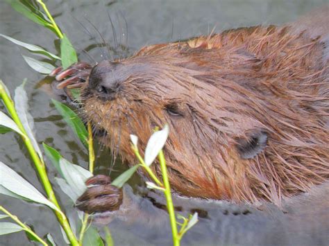 Beaver Facts - Animal Facts Encyclopedia