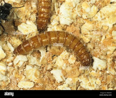 Larva tenebrio molitor fotografías e imágenes de alta resolución Alamy