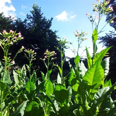 Tobacco Badischer Geudertheimer Nicotiana Tabacum Seeds