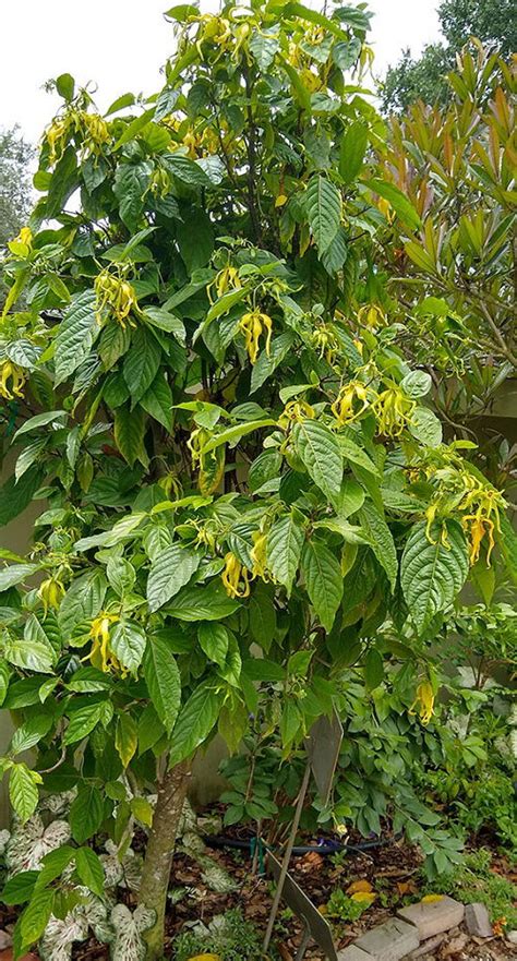 How to Grow Ylang-Ylang | Complete Growing Guide