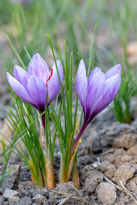 Crocus Sativus Avon Bulbs