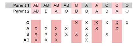 What Makes Our Blood Types Different From Each Other's?