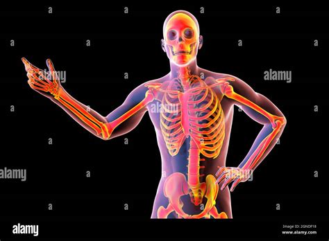 Human anatomy, illustration Stock Photo - Alamy