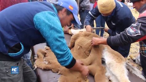 Alistan captura tradicional de vicuñas en andes peruanos YouTube