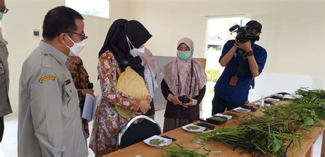 Dorong Peningkatan Daya Saing Varietas Unggul Kementan Resmikan Kebun