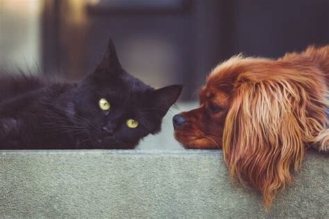 Animaux Dans Le Vaucluse Quels Sont Les Noms Les Plus Donn S Aux