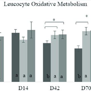 Leukocyte Oxidative Metabolism Of Feedlot Steers Supplemented With