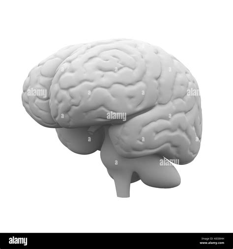 Human Brain Anatomy Head Stock Photo Alamy