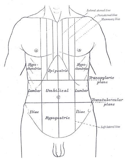 Epigastrium - wikidoc