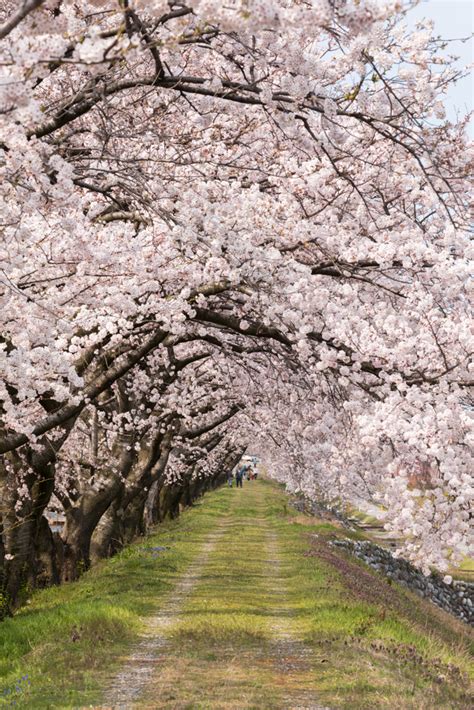 桜トンネル By おにころん （id：7715272） 写真共有サイトphotohito