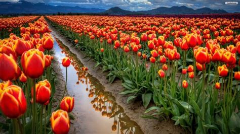 Tulip Garden Hd - 3840x2400 - Download HD Wallpaper - WallpaperTip