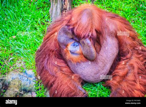 Close up to face of dominant male, Bornean orangutan (Pongo pygmaeus ...