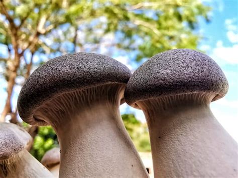 All About Growing King Oyster Mushrooms Complete Guide