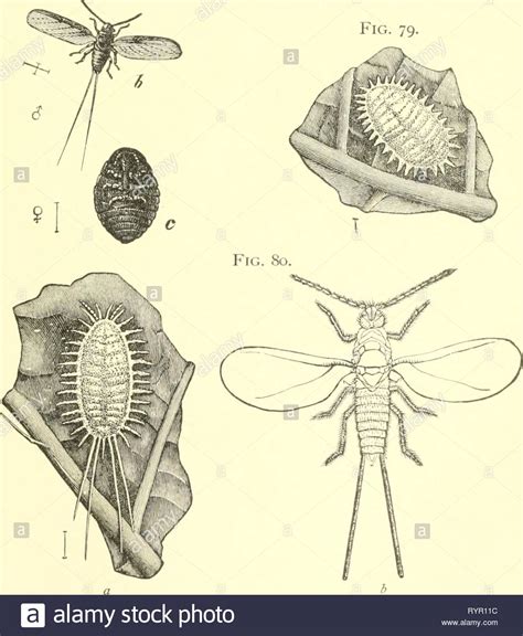 Cochineal bug drawing hi-res stock photography and images - Alamy