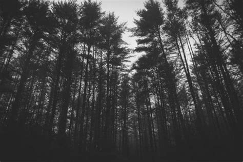 Ominous Forest Stock Photos, Pictures & Royalty-Free Images - iStock