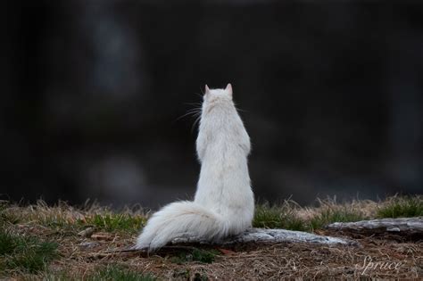 Albino and Leucistic Wildlife - Cades Cove Gallery