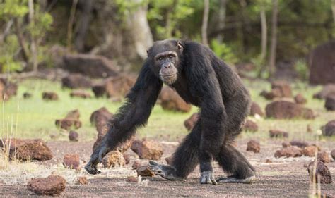 BBC Dynasties to STUN nature fans as 'NERVE-WRACKING' new Attemborough ...