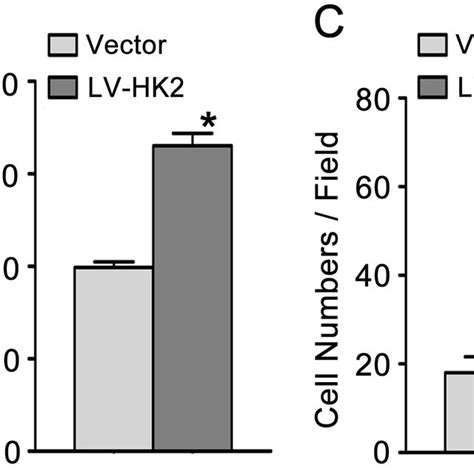 Knocking Down Hk Expression Inhibits Tscc Cell Migration And Invasion