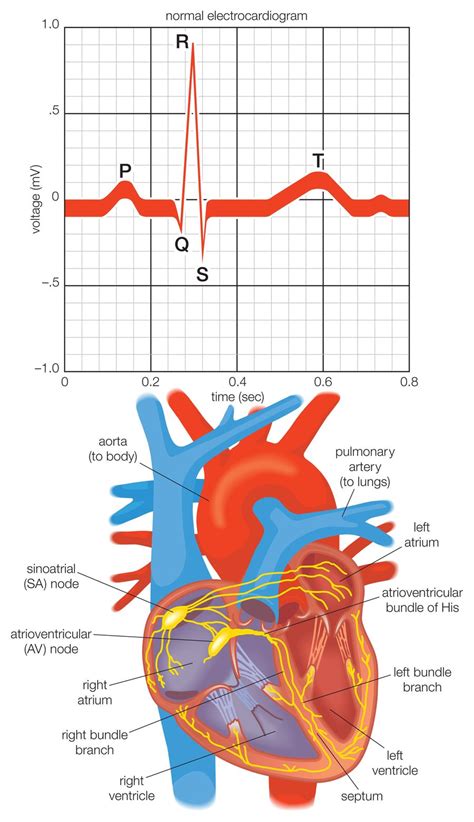 The Cardiac Electrical System and How the Heart Beats