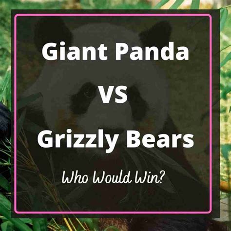 Giant Panda vs. Grizzly Bear - Who Would Win?