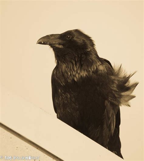 Raven eating little bird at Antelope Island State Park, Utah | Antelope ...