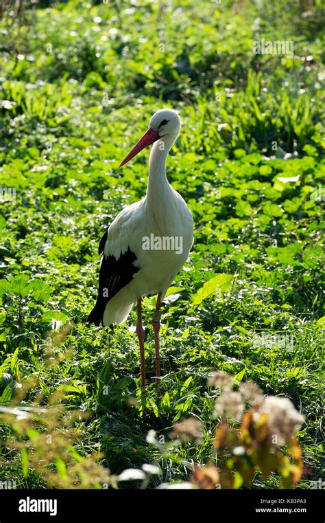 France Haut Rhin Hunawihr Centre For Reintroduction Of Storks In