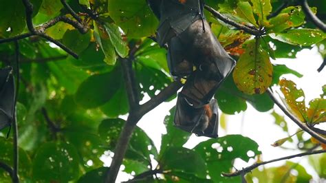 Two Lyle's flying fox Pteropus lylei hangs on a tree branch 23017401 ...