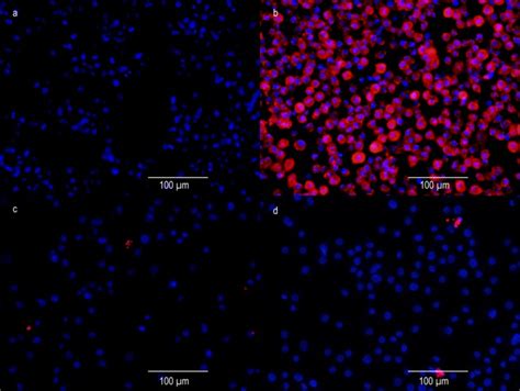 Infected Dh82 Cells Thermo Fisher Bioz