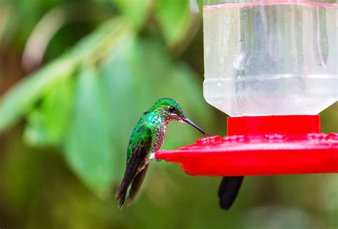 Where Is The Best Place To Put A Hummingbird Feeder Yummingbird