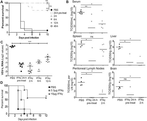 Ifnγ Reduces Ebov Gprvsv Morbidity And Mortality A Ifnγ Enhances