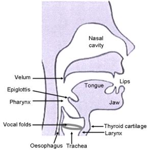 Learn How To Sing In Your Head Voice - The Singers Corner