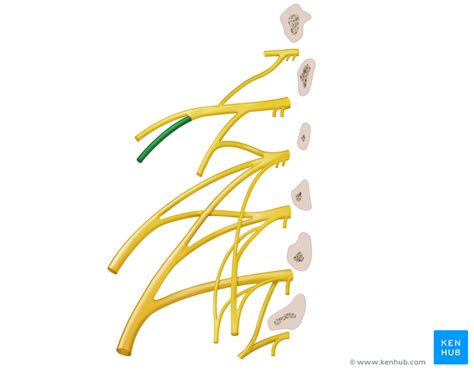 Ilioinguinal Nerve Anatomy